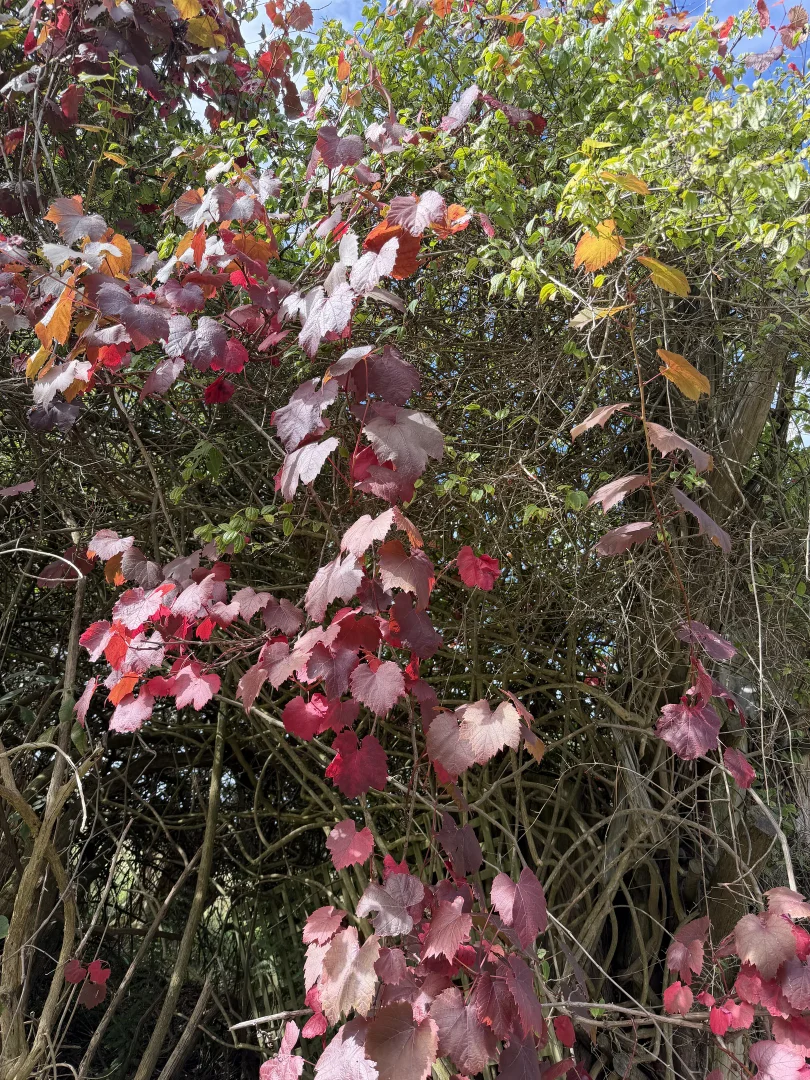 Image 11