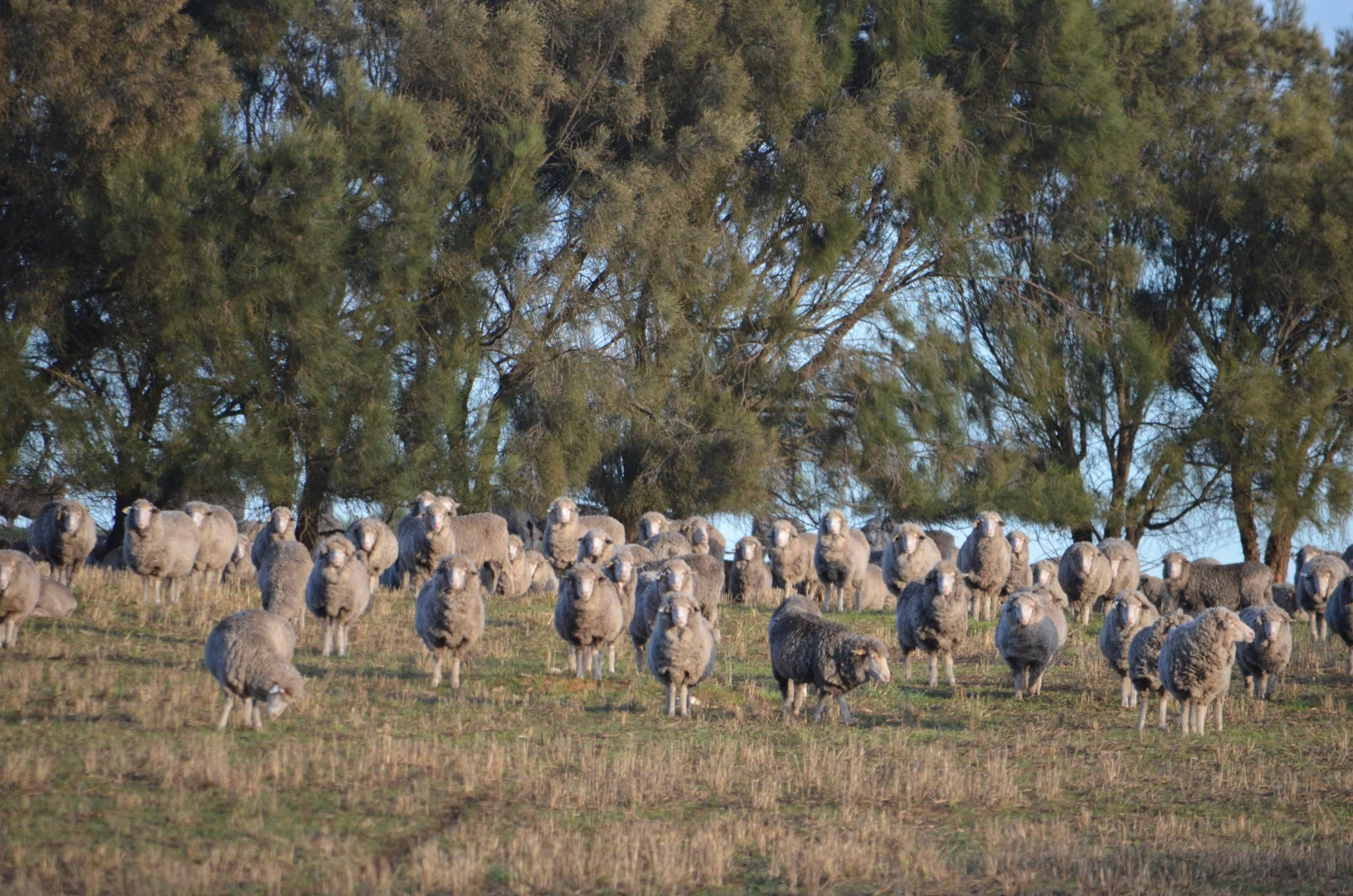 Image 12