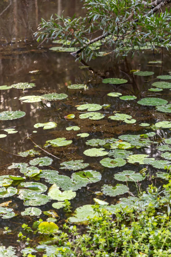 Image 13
