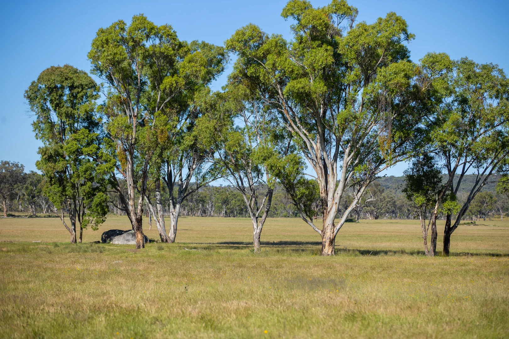 Image 12